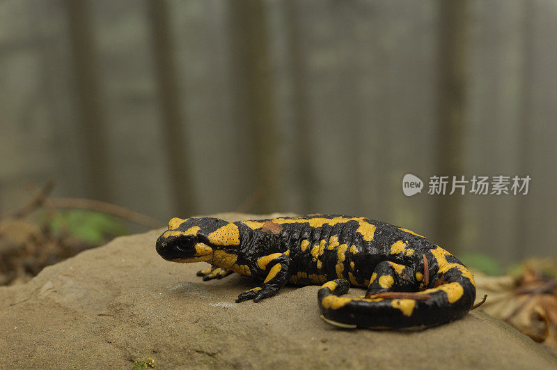 火蝾螈（Salamandra salamandra）